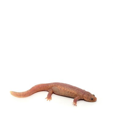 Leucistic Sharp Ribbed Newt